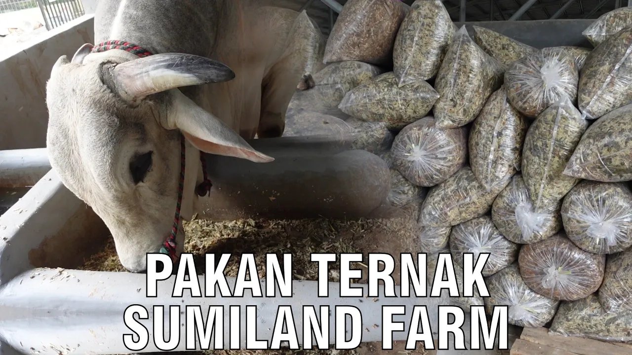 
                                 Pakan-Ternak-Sumiland-Farm